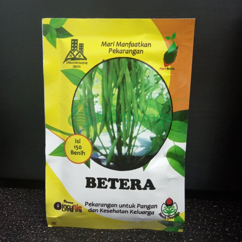Benih Buncis Tegak BETERA Tanpa Rambatan Bibit Tanaman Sayuran