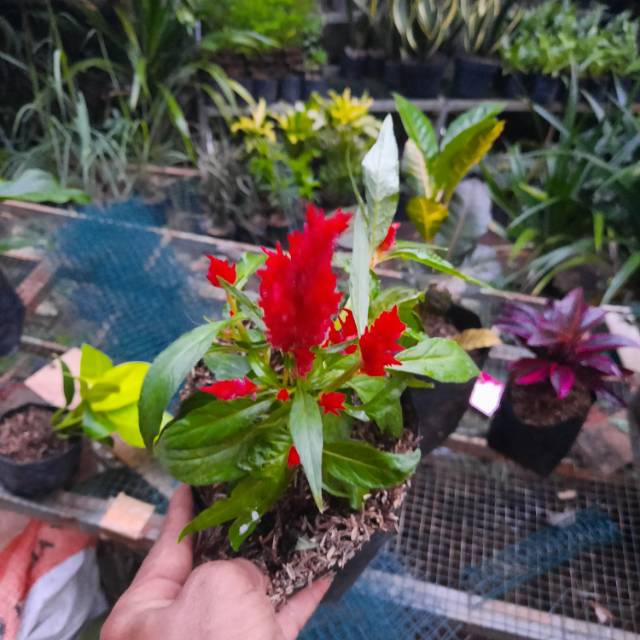 POHON JENGGER AYAM-tanaman bunga jengger ayam