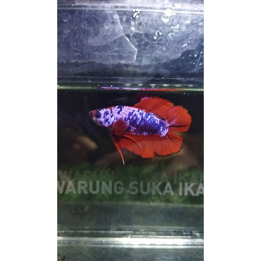 CUPANG PLAKAT DOUBLE TAIL/DTPK.PKDT REDKOI MULTICOLOR 100%REALPICT (DTKOI1)