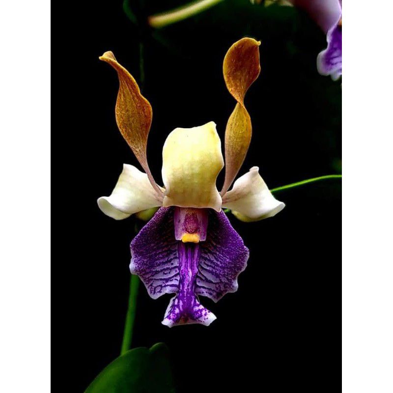 anggrek dendrobium Mr. Nawi Handsome