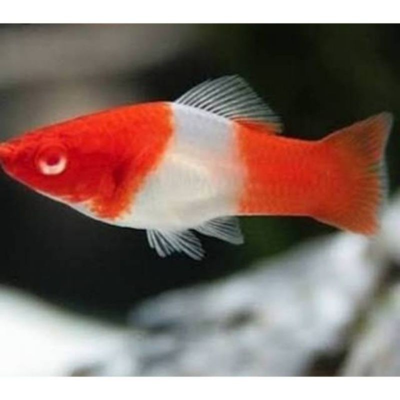 

Ikan hias Platty Santa Clause