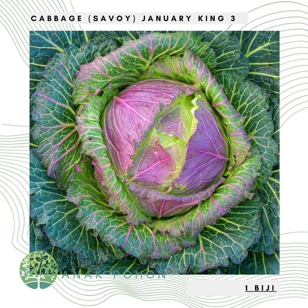 Benih Bibit Biji - Cabbage (Savoy) January King 3 Kubis Pelangi Rainbow Seeds - IMPORT