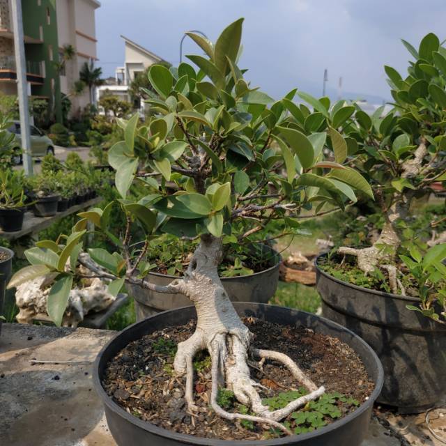  Bonsai Iprik  Silver Shopee Indonesia