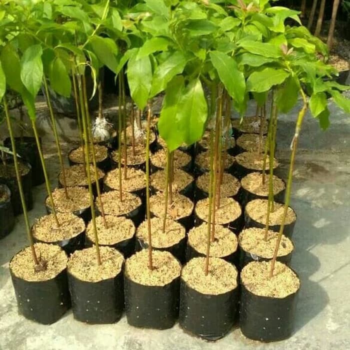 Palet 10 bibit alpukat mentega