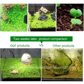 Bibit Rumput Air Dekorasi Aquarium Landscape Ornament Love Grass - H0027