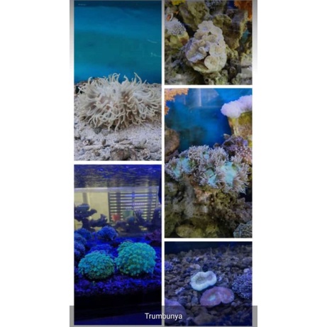 coral aquarium laut