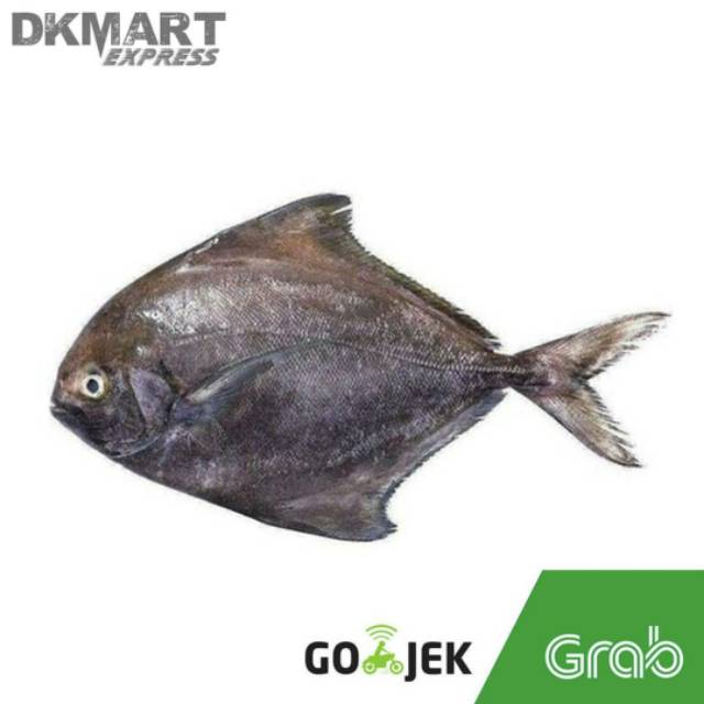 Ikan bawal hitam segar 500 gram