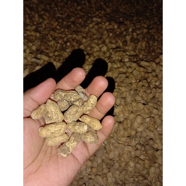 

KACANG TANAH KERING 1 KG