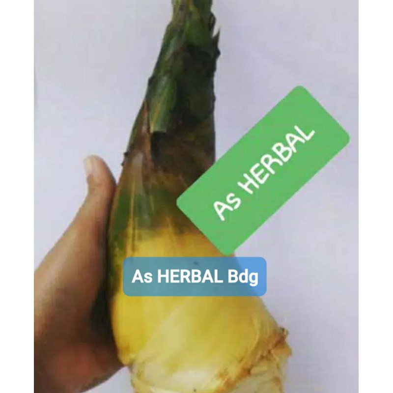 

Paket 500 gram rebung bambu kuning asli fresh-az