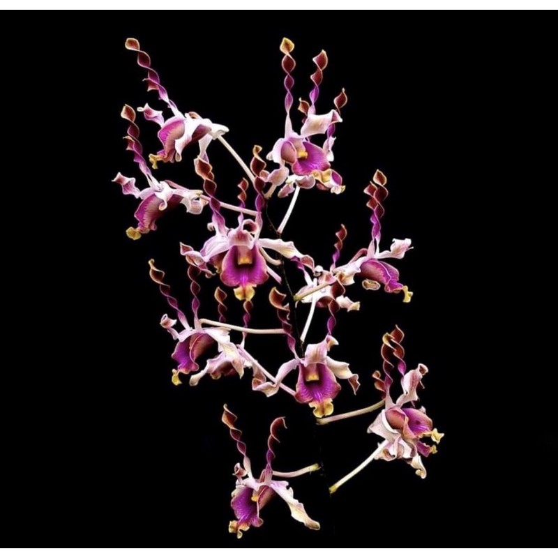 Seedling anggrek dendrobium lasian thera-tanaman hidup-bunga hidup-tanaman hias hidup(bunga anggrek hidup-tanaman gantung)