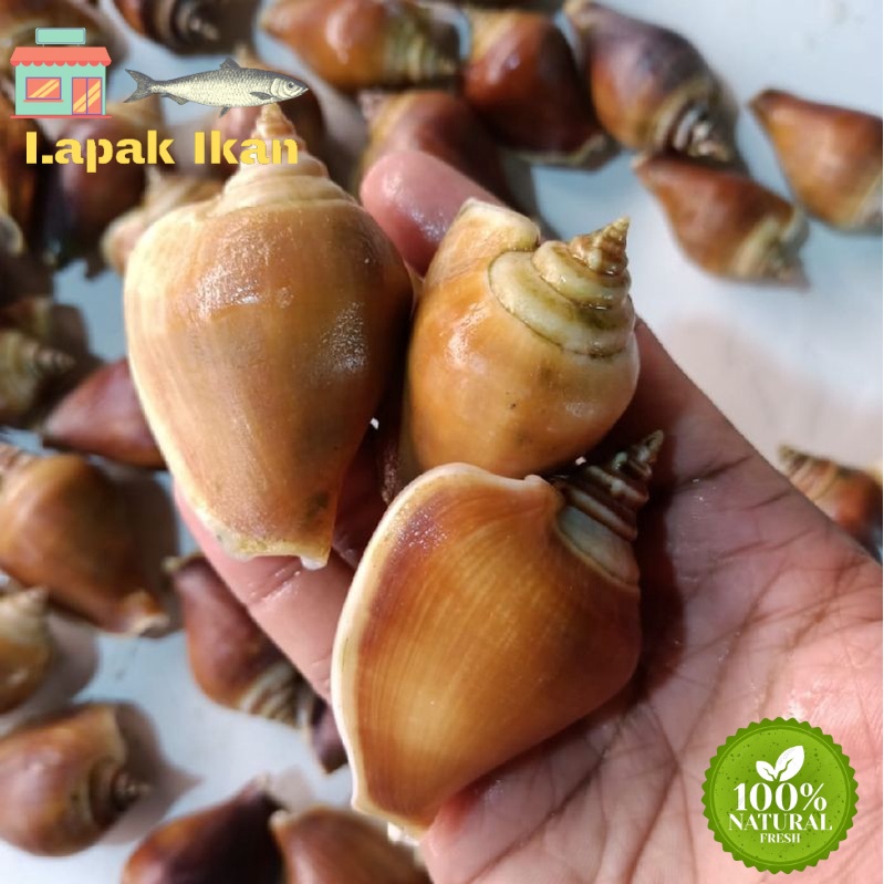 Kerang Gonggong Hasil Laut Segar Seafood 1 Kg