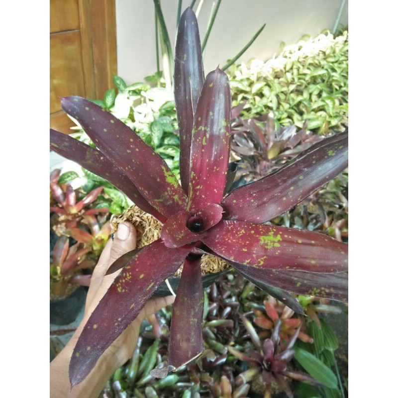 bromelia mini merah totol hijau