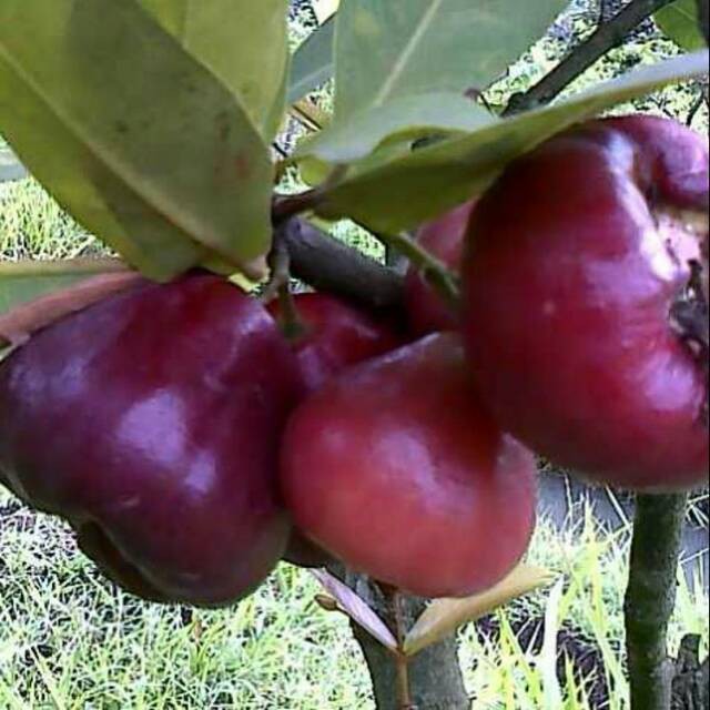 BIBIT BUAH JAMBU AIR BLACK DIAMOND/BIBIT JAMBU BLACK DIAMOND (BIBIT TERBAIK)