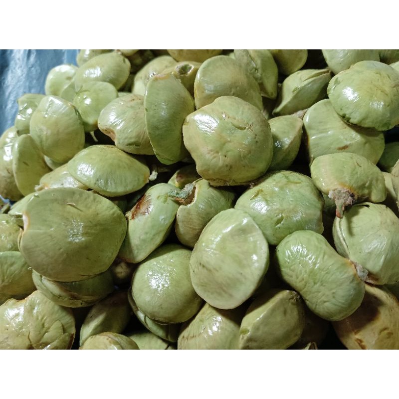 

Jengkol Muda / Jengkol Lalap Hijau Fresh