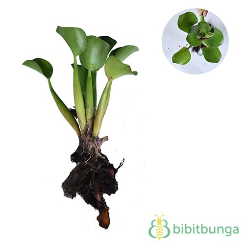 Tanaman Eceng Gondok Water Hyacinth Bb Plant Shopee Indonesia