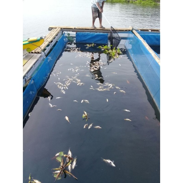 kolam terpal kotak ukuran 5 x 7 x 1. orchid semi karet