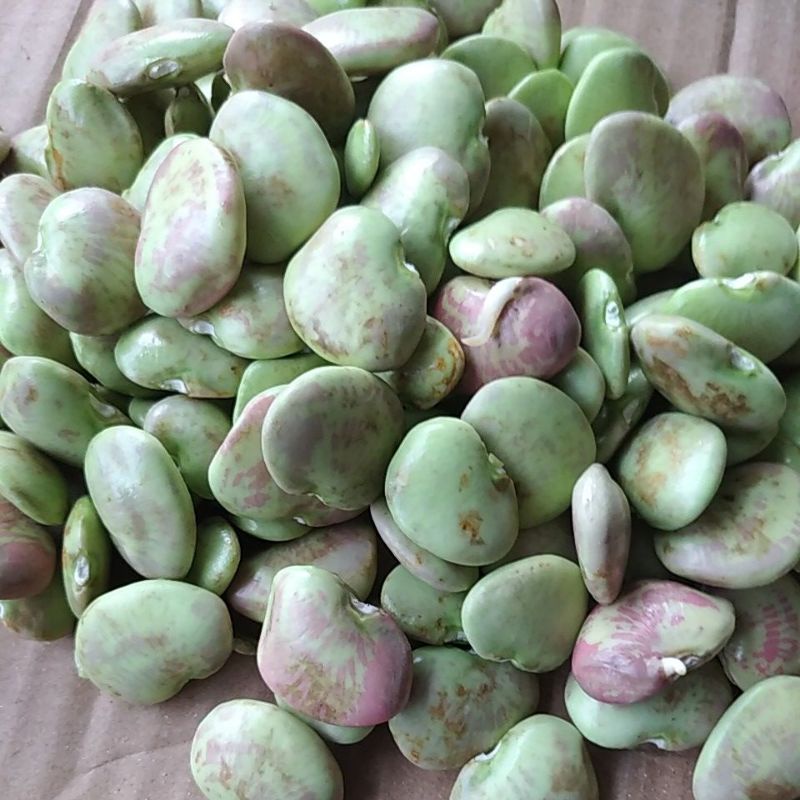 

Sayur Koro segar