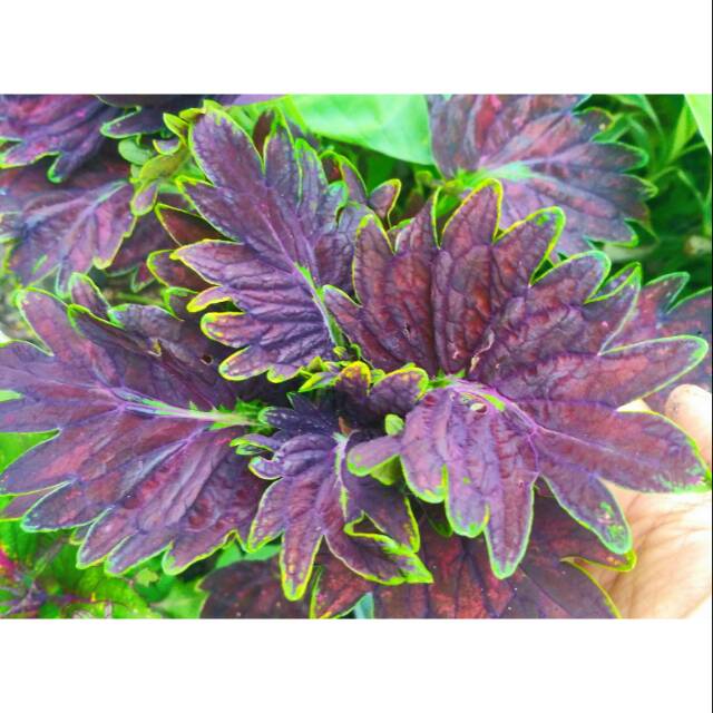 miana ungu garis hijau mix merah