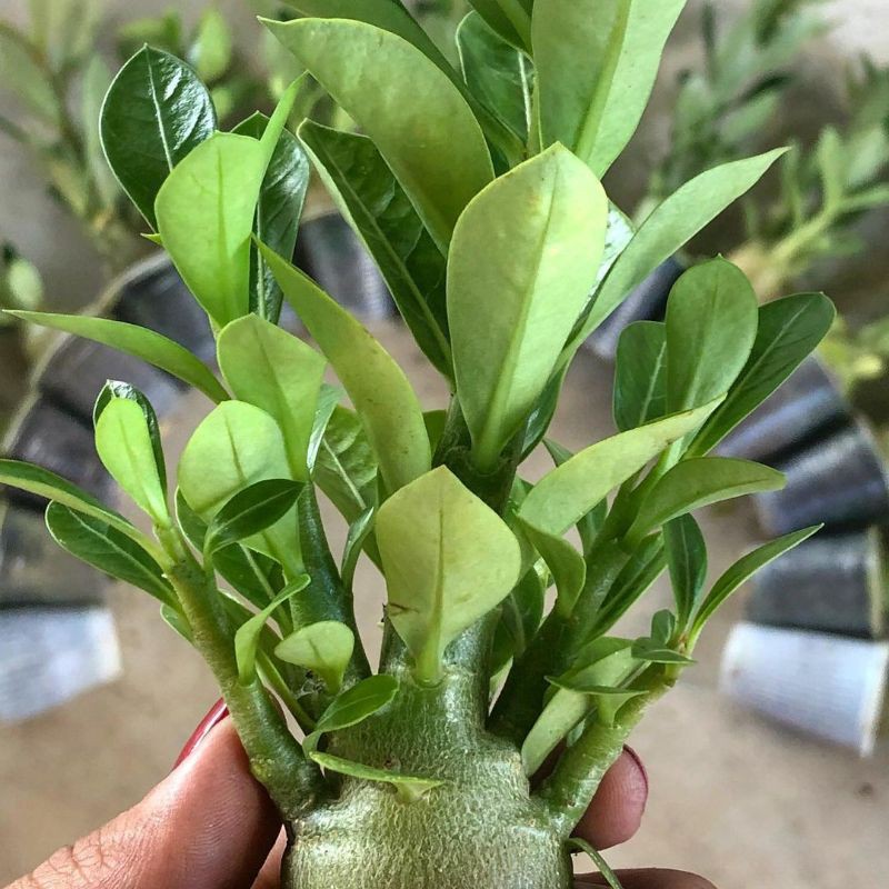 bibit bunga adenium kamboja cabang seribu