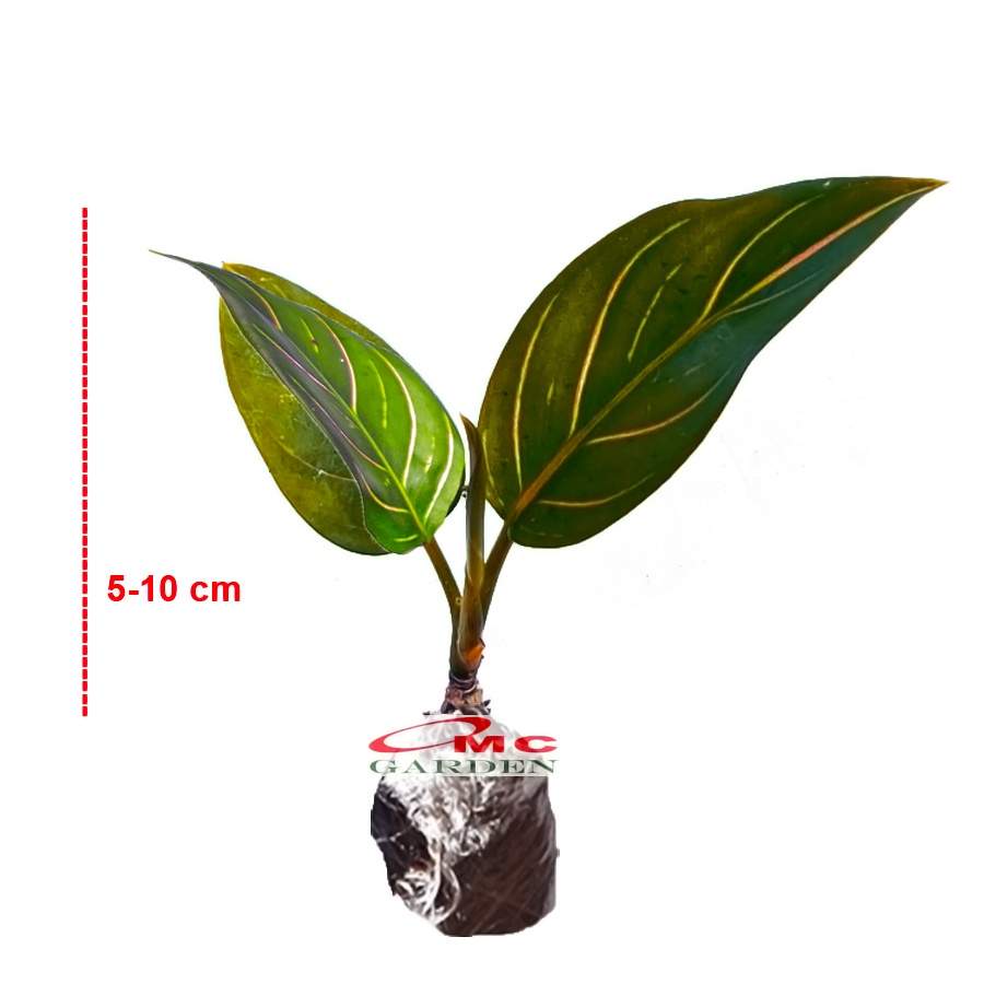 Aglonema Rotundum Tiger Sri Rejeki Srirejeki Sri Rezeki Srirezeki Tanaman Hias AGLNM-RT-0510