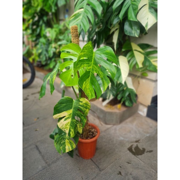 RAWATAN Monstera Marmorata Aurea Varigata
