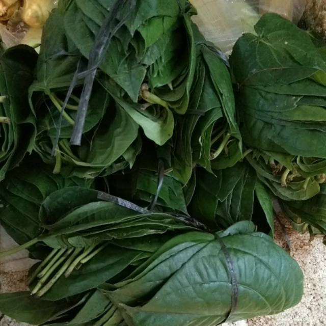 

Daun Sirih 1ons