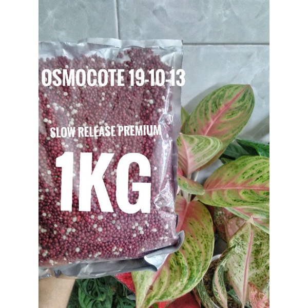 Pupuk Merah Osmocote Decastar Slow Release 19:10:13 Pupuk daun Tanaman 1Kg