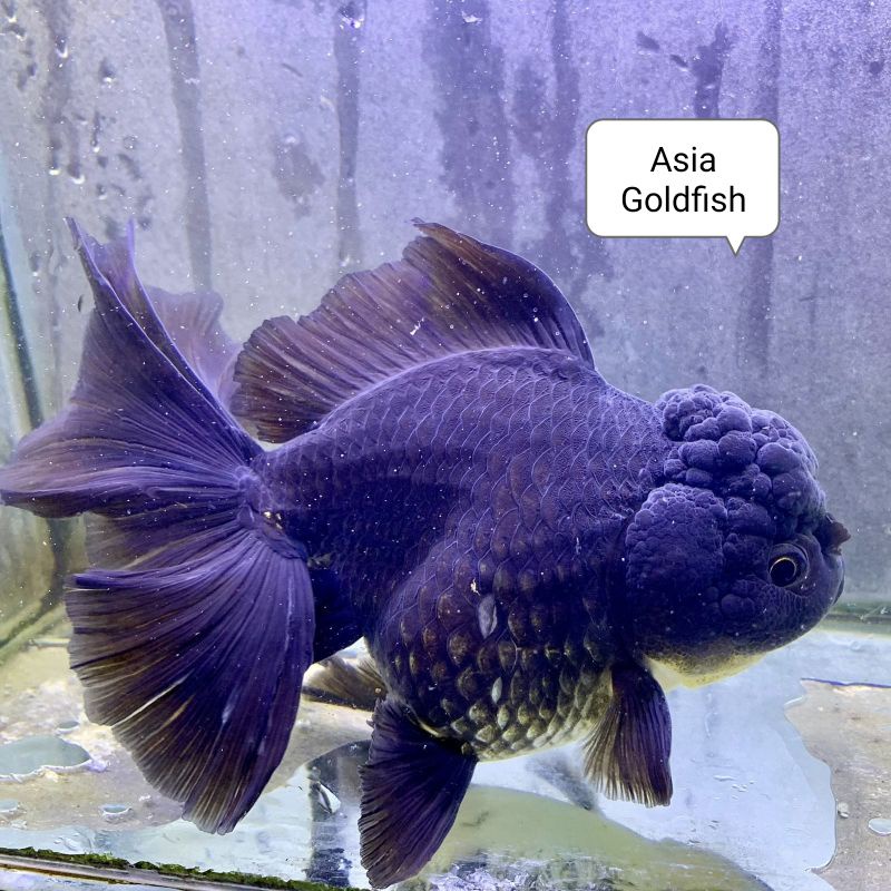 ORANDA BLACK ROSETAIL | Top Grade