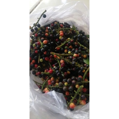 

buah woni matang pohon