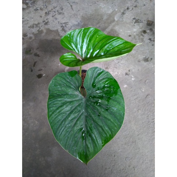 philodendron plowmanii round form