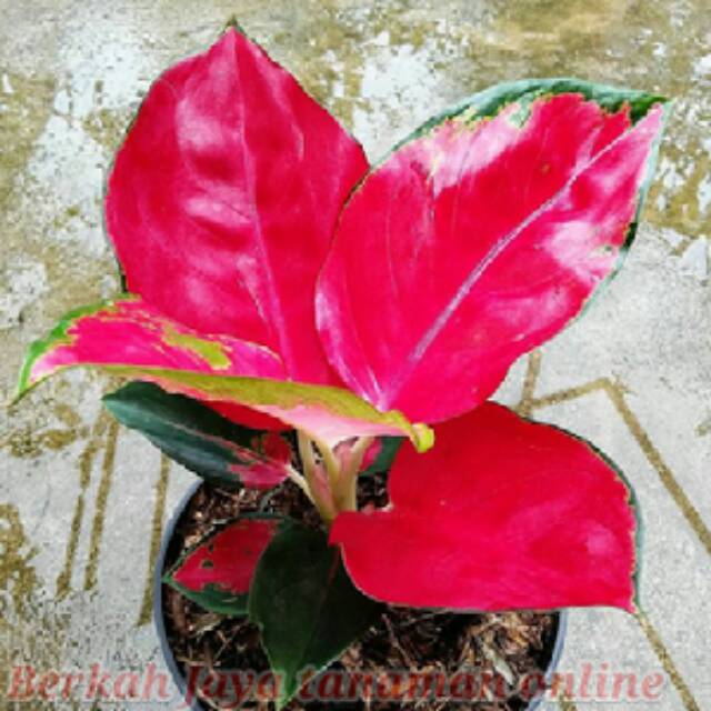  Bunga  Aglonema  Aglaonema Suksom Shopee  Indonesia