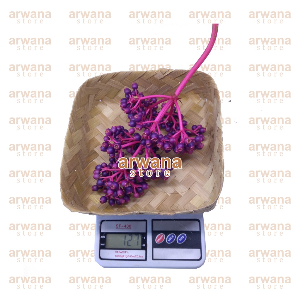 

PARIJOTO ASLI MURIA PERTANGKAI SUPER MURAH (beli min. 2 gratis detox ra him)