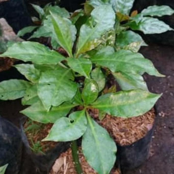 Re5t0ck bibit tanaman herbal tujuh jarum scpy