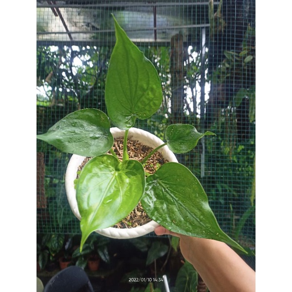 Alocasia Culcullata Variegata