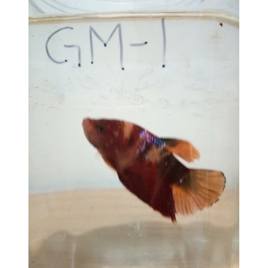 Ikan Cupang Indukan Giant Multicolour Male