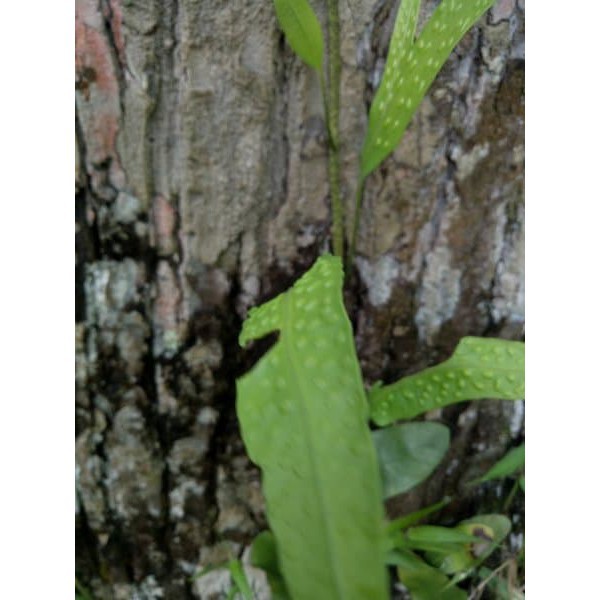 

terabaru Bibit Tanaman Pakis Rambat Paku Hutan Langka Koleksi segar