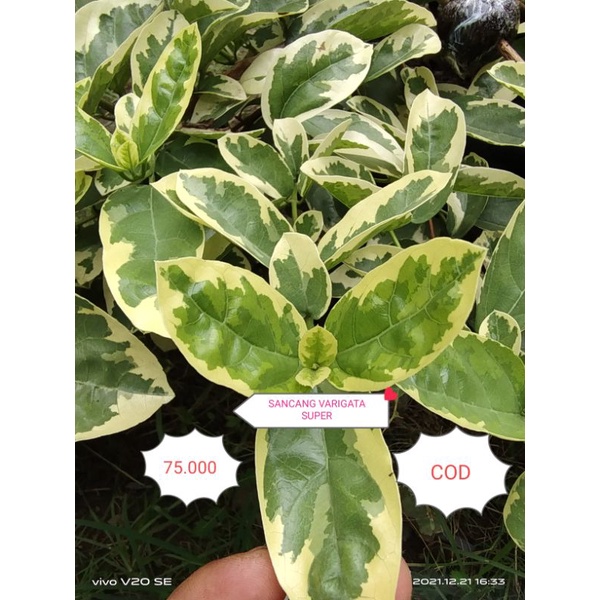 SANCANG VARIGATA SUPER