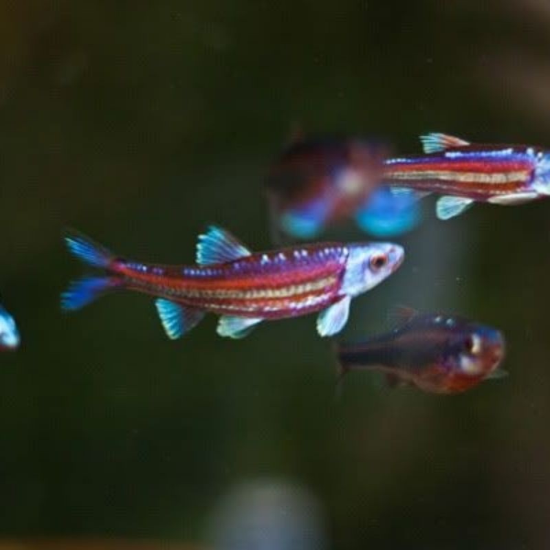 ikan rainbow shiner