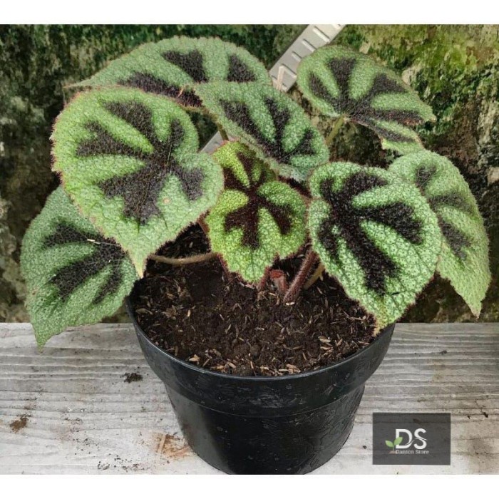 Tanaman hias begonia tapak macan