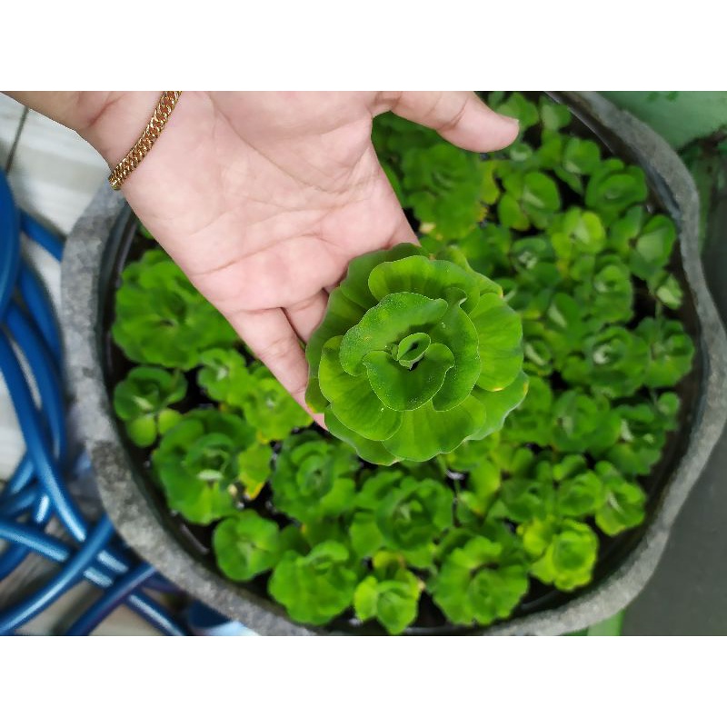 tanaman air apu apu mawar/ kapu kapu mawar/ aquascape