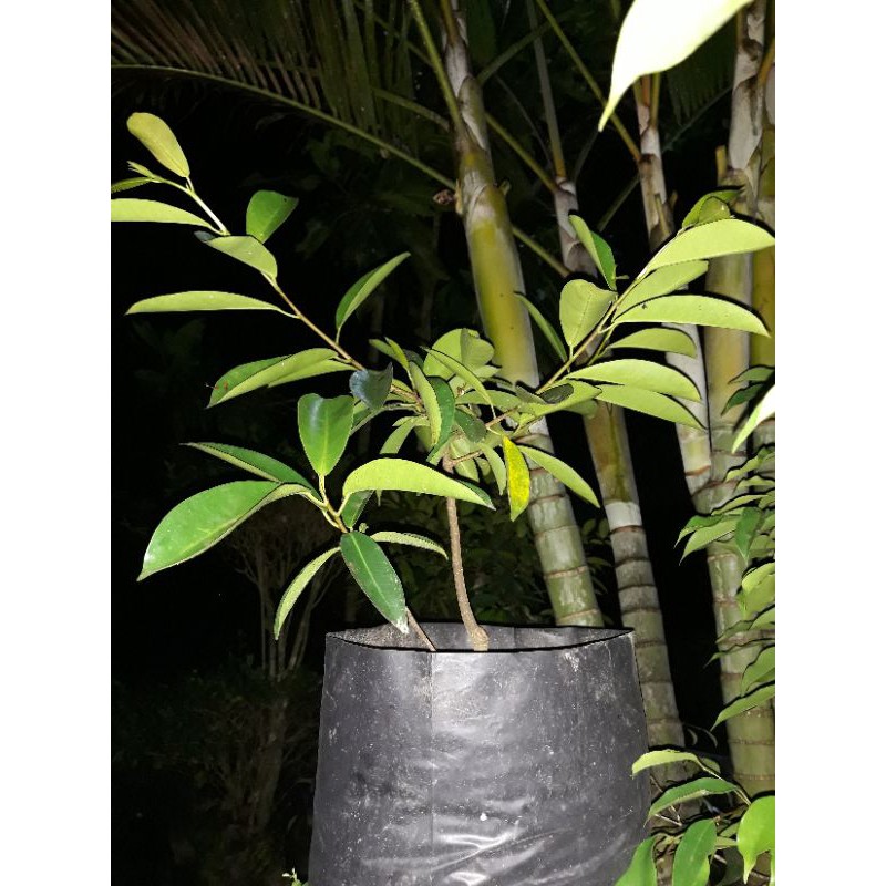 iprik beringin iprik preh 50cm