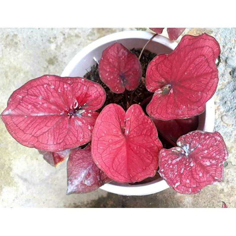caladium red amora thailand seris