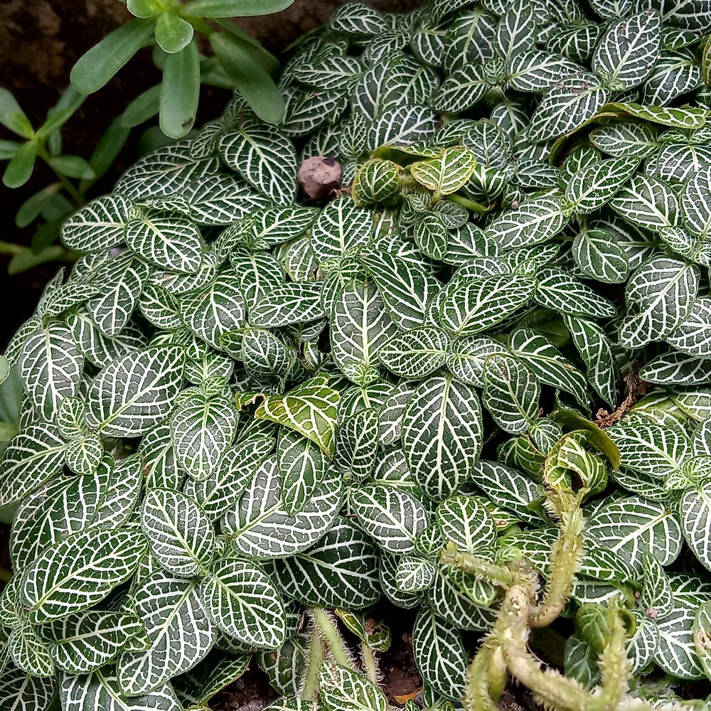 Bunga Fittonia Mutiara Bunga Hias Fittonia Daun Besar Fittonia Mutiara Putih Daun Besar