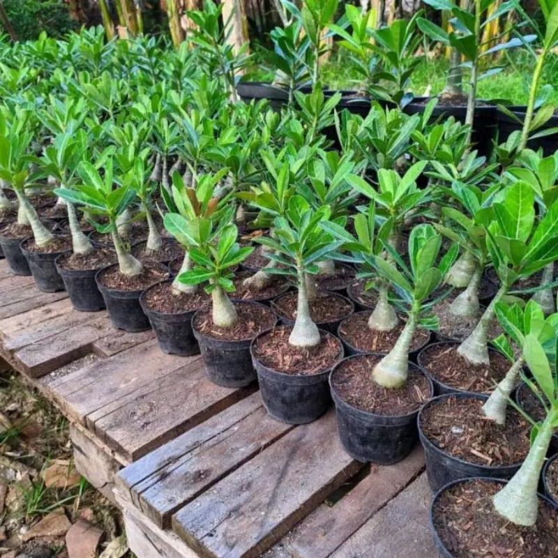 Bibit tanaman hias adenium Kamboja no 23-1