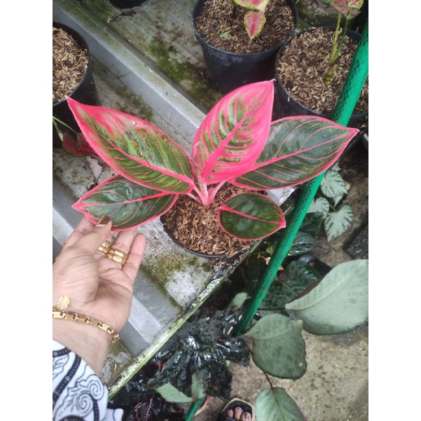 Aglonema Kanza