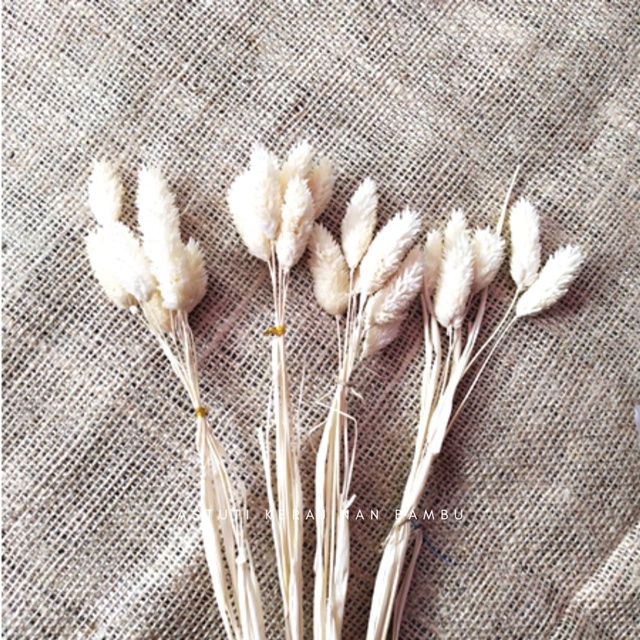 Bunga Phalaris Kering/Bunga Kering/Bunga Rustic/Bunga Bulu/Bunga Rustic Hias/Bunga Rustic Properti F