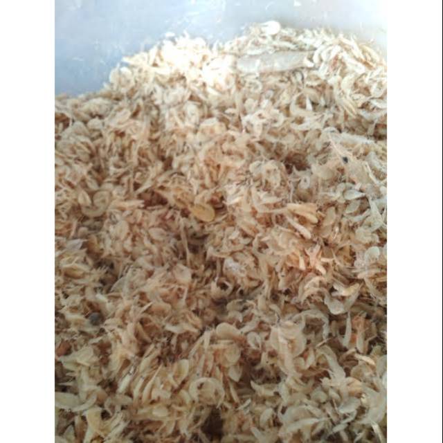 

Udang Rebon
