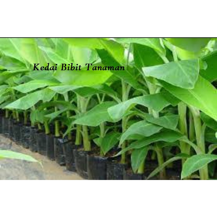 Bibit Pisang Mas