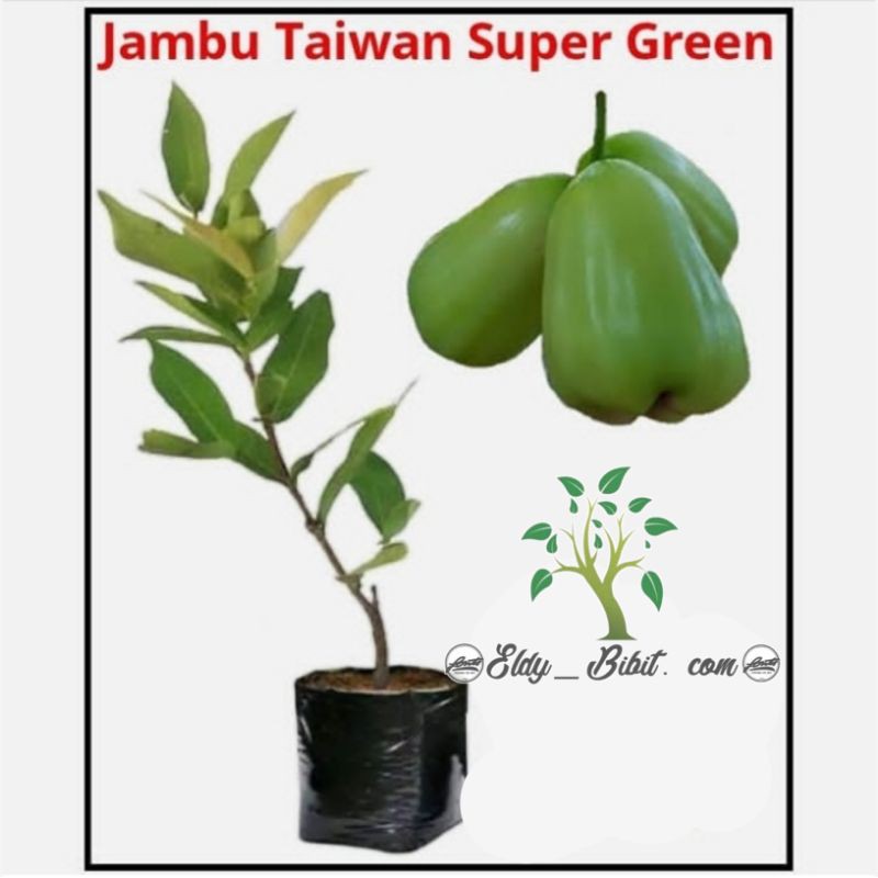 JambuTaiwan super green Super genjah