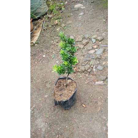 bonsai lohansung cincuan